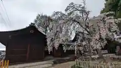 縣神社の自然