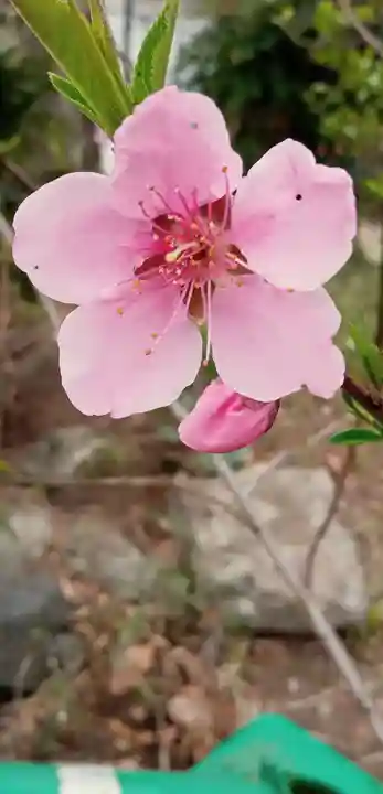 厳嶋神社の自然