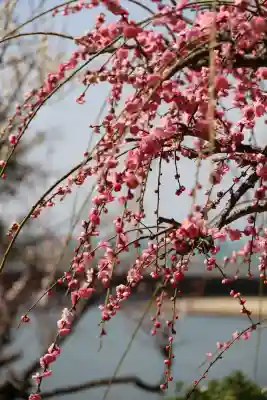 梅林寺(福岡県)
