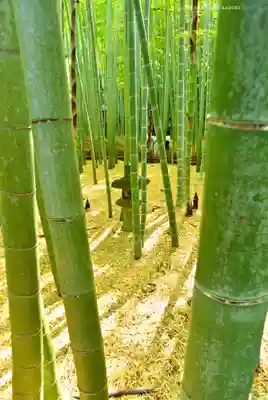 報国寺(神奈川県)