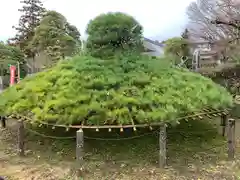 大聖寺（土浦大師不動尊）の庭園