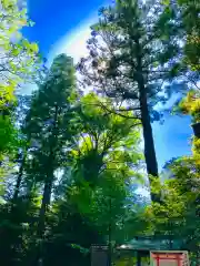 成田熊野神社の自然