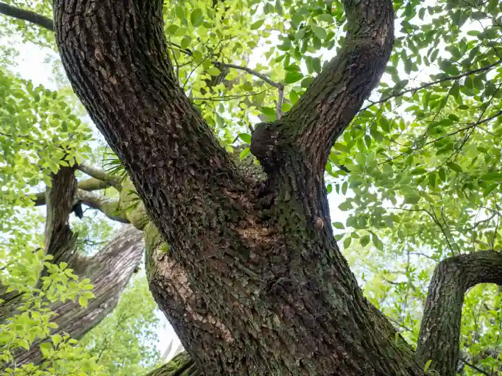 若一神社(京都府)