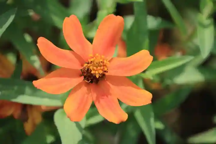 大鏑神社の庭園