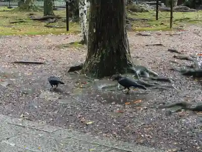 出雲大社(島根県)