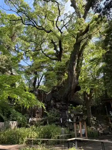 來宮神社の{uncategorized: "未分類", other: "その他", undefined: "問題あり", building: "その他建物", grave: "お墓", sacred_gate: "鳥居", guardian: "狛犬", statue: "像", buddha: "仏像", history: "歴史", nature: "自然", garden: "庭園", animal: "動物", pagoda: "塔", temizu: "手水舎", mountain_gate: "山門・神門", sanctuary: "本殿・本堂", subordinate: "末社・摂社", art: "芸術", scenery: "景色", jizo: "地蔵", ema: "絵馬", goshuin: "御朱印", omikuji: "おみくじ", items: "授与品その他", amulet: "お守り", goshuincho: "御朱印帳", eats: "食事", festival: "お祭り", votive_dance: "神楽", shichigosan: "七五三参", wedding: "結婚式", experience: "体験その他", initially: "初詣", around: "周辺", anti_infection: "感染症対策"}