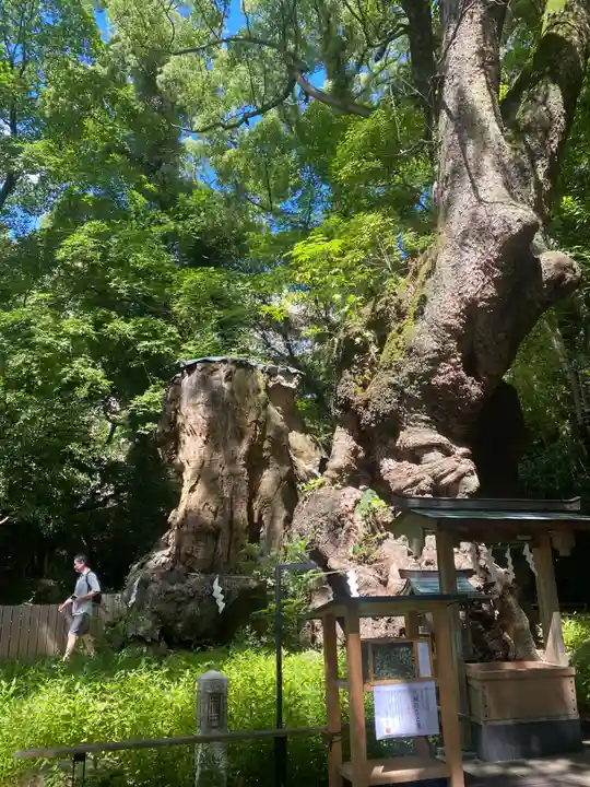 來宮神社(静岡県)