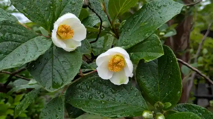 真正極楽寺(真如堂)(京都府)