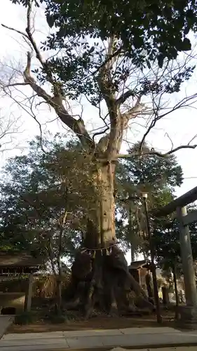 沓掛香取神社の自然