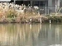 春日神社(滋賀県)