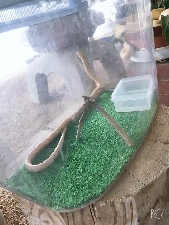 岩国白蛇神社のその他建物