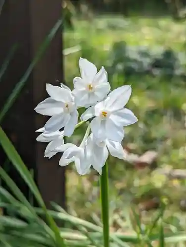 梅宮大社(京都府)