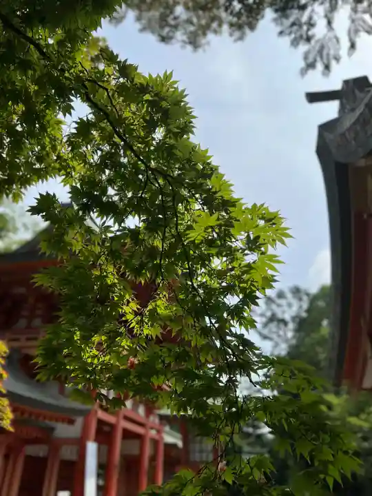 武蔵一宮氷川神社(埼玉県)