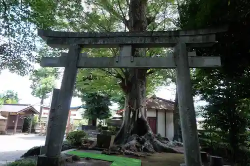 出雲大社相模分祠の鳥居