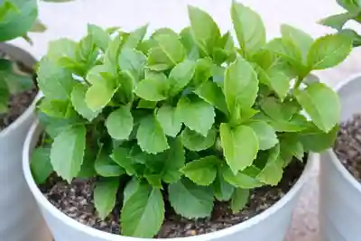 十日恵比須神社(福岡県)