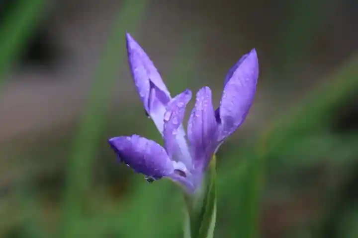 鹿島大神宮の手水舎
