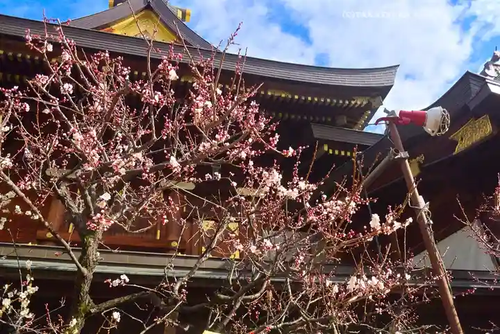 湯島天満宮(東京都)