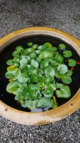 阿佐ヶ谷神明宮の庭園