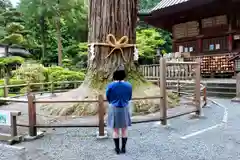 北口本宮冨士浅間神社の自然