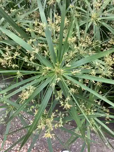 市原稲荷神社の自然