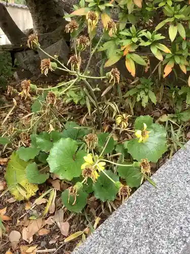 平坂熊野神社の自然