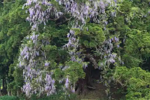 熊野大権現堂の自然