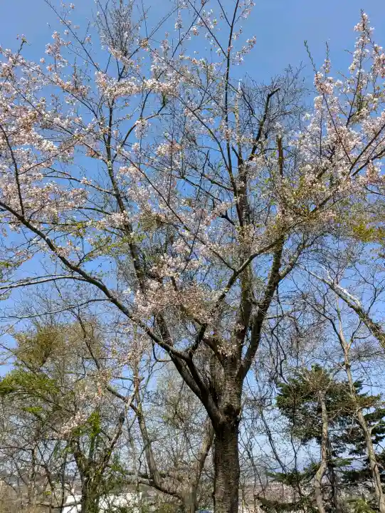 住三吉神社の{uncategorized: "未分類", other: "その他", undefined: "問題あり", building: "その他建物", grave: "お墓", sacred_gate: "鳥居", guardian: "狛犬", statue: "像", buddha: "仏像", history: "歴史", nature: "自然", garden: "庭園", animal: "動物", pagoda: "塔", temizu: "手水舎", mountain_gate: "山門・神門", sanctuary: "本殿・本堂", subordinate: "末社・摂社", art: "芸術", scenery: "景色", jizo: "地蔵", ema: "絵馬", goshuin: "御朱印", omikuji: "おみくじ", items: "授与品その他", amulet: "お守り", goshuincho: "御朱印帳", eats: "食事", festival: "お祭り", votive_dance: "神楽", shichigosan: "七五三参", wedding: "結婚式", experience: "体験その他", initially: "初詣", around: "周辺", anti_infection: "感染症対策"}