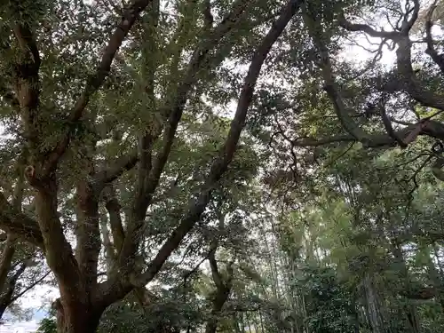 惣社八幡宮の自然