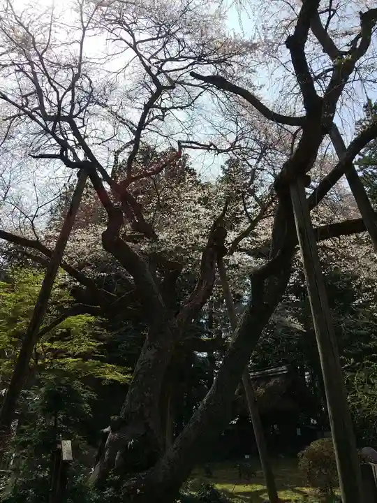光丸山 法輪寺の自然
