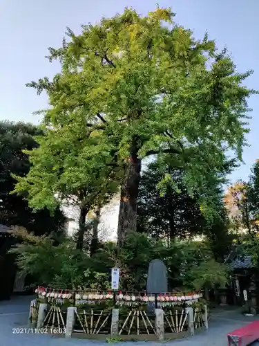 七社神社の自然