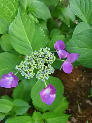 厚別神社(北海道)