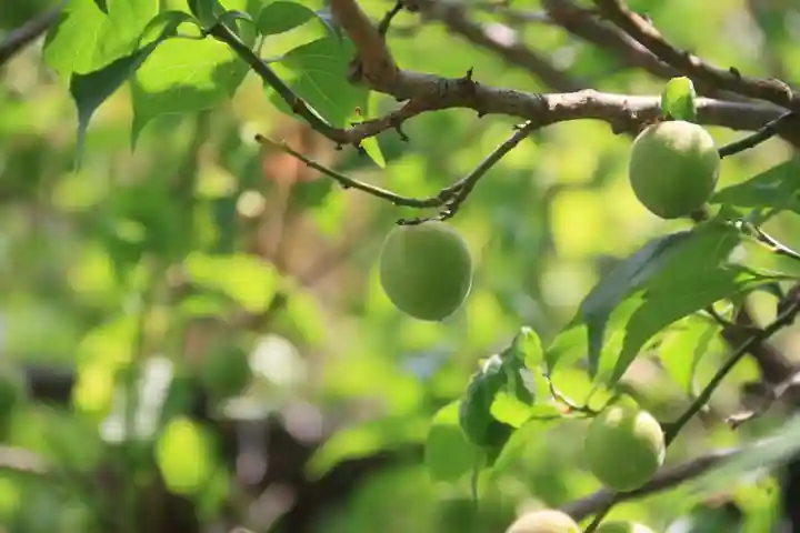 開成山大神宮の庭園