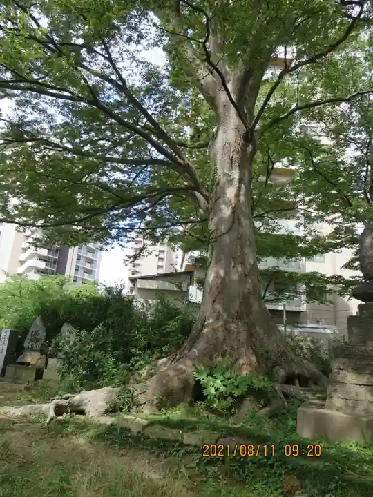 愛宕神社の自然