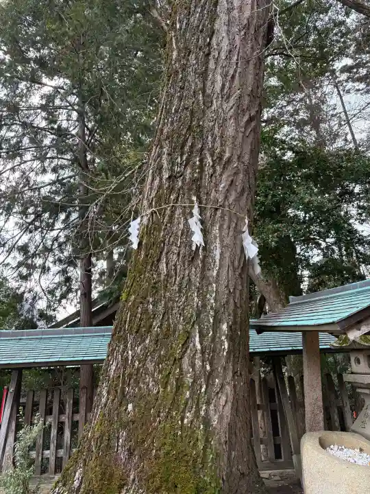 久佐々神社の自然