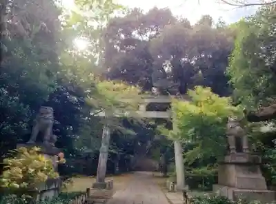 こちら側の赤い紅葉はまだこれから…。