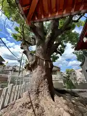 阿保神社(大阪府)