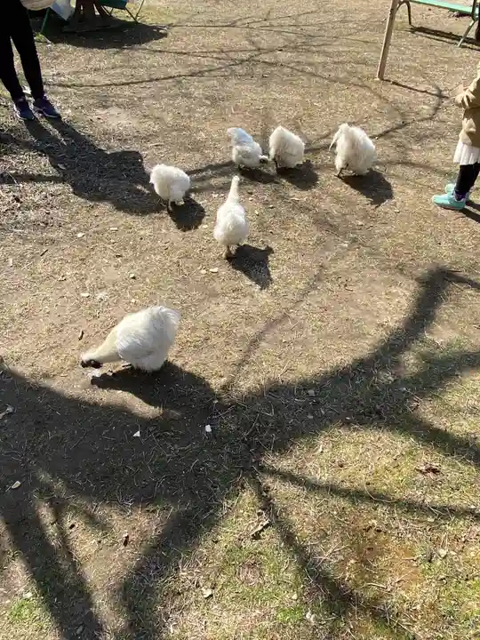 桃太郎神社(栗栖)の動物