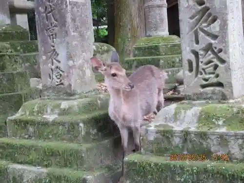 春日大社の動物