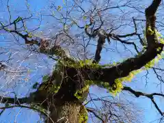 妙義神社の自然