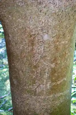 春日大社のその他建物