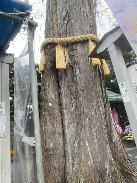 札幌諏訪神社の自然