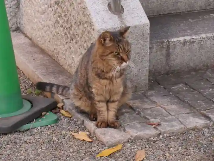 荻窪白山神社の動物
