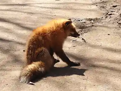 御金稲荷神社(宮城県)