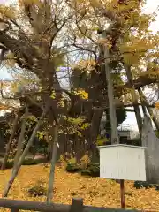 飯香岡八幡宮の自然