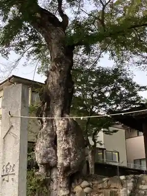 高野神社の自然