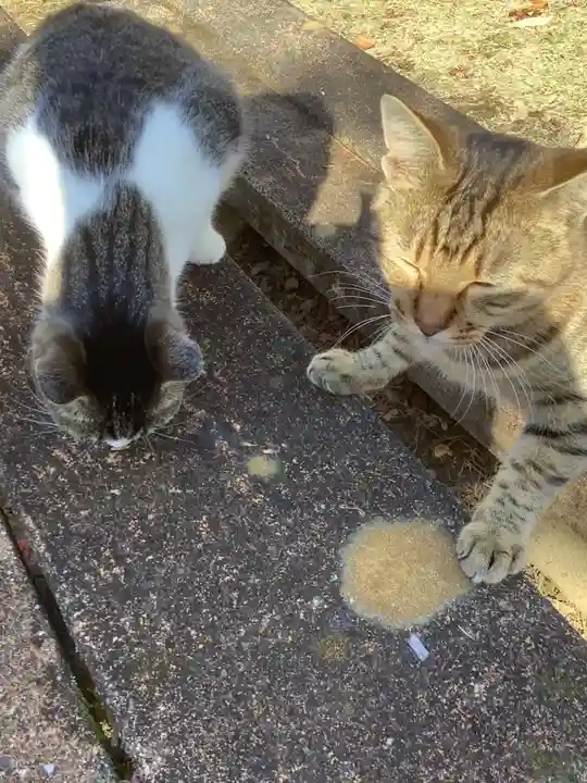 玉野御嶽神社の動物