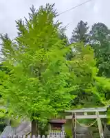 武並神社の鳥居