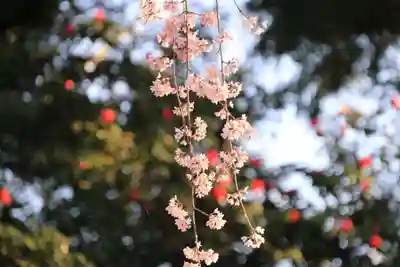 愛宕神社の自然