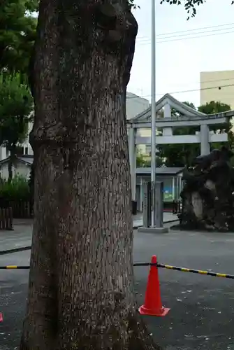 お三の宮日枝神社(神奈川県)