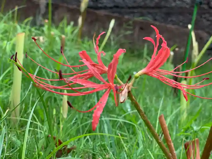 横浜 西方寺の自然